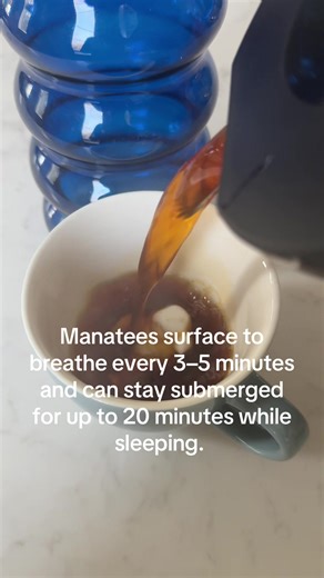 Explore the Breathing Habits of Manatees