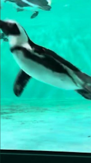 Penguin Webcam