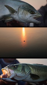 In this episode, Simone and Fabiano dive into the magic of the Friulian lagoon, between the silence of sunset and the first light of dawn, facing strong tidal changes as they search for the marine predators that inhabit these extraordinary waters. NEW VIDEO IN THE JACKFIN YOUTUBE CHANNEL - English subtitles available. • • • #fishingadventure #lagoonfishing #marinepredators #jackfin #fishinglife #seabassfishing #leerfish #bluefish #outdooradventure #stylojointed255 #stylo #pelagus75s #saltydog85 