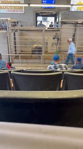 Bull #zabeehafarms #arhalalmeat #bull #rodeobull #rodeocattle #buckingbulls #bullride #bullriding #bullrider #bigbull #mean #aggressive #hotblooded #p | Jonathan Bell