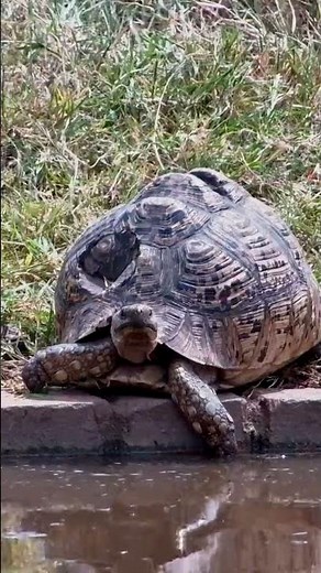 This Broken-Shelled Tortoise Still Runs the Waterhole 🐢💛