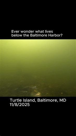 Under Water Bird Watching Below the Baltimore Harbor, Turtle Island 11/8/2025