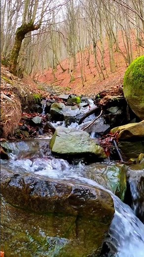 Babbling Brook Sounds for Sleep, Study, and Relaxation | Ambient Nature Sounds