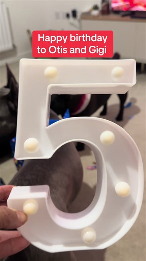 Happy Birthday Celebration for Our Beloved Dogs