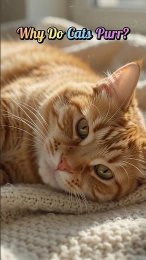 Why Do Cats Purr?