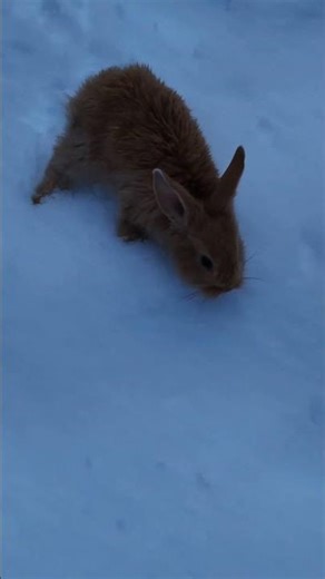 Cute Rabbit Exploring Snowy Path 🐇 Magical & Fluffy Winter Moment #rabbit #snow #yt #short #winter