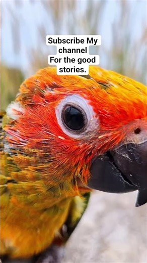 sun conure chirping sounds 4K videos