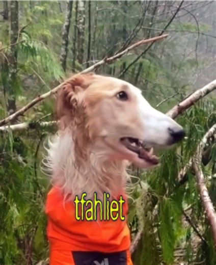 Exploring the Borzoi: A Gentle and Elegant Breed