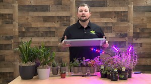 2.6K views · 29 reactions | When it comes to indoor gardening, most people only think about house plants. But Sidney Phelps has tips for how you can grow herbs indoors, including sage, lavender, parsley, thyme, basil, mint and rosemary. | Simply Southern TV | Facebook