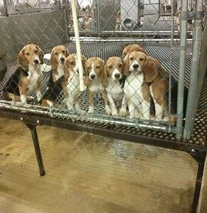 Watch: Moment 38 beagles used in animal testing see grass for the first time