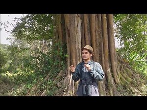 Conozcamos las Plantas de Importancia para las Aves: Higuerón