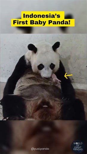 Indonesia’s FIRST Baby Panda 🐼 — Meet Rio!
