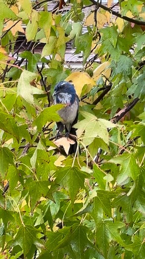 Birdie Heavy rains in SOCAL | MC C Garcia
