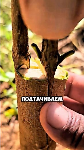 The best grafting method from China👍 #garden #dacha #shorts