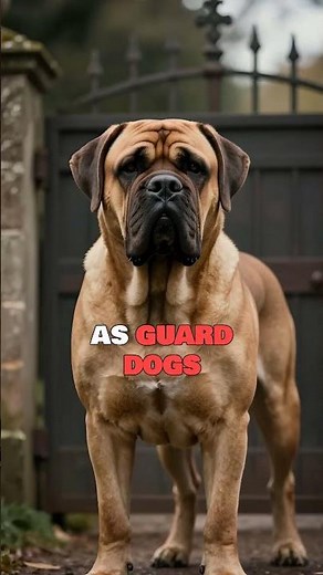 The Largest Dog Breed in the World
