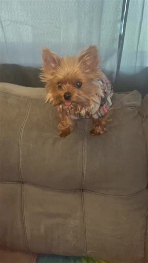 Bambi the coffee fein #yorkiesoftiktok #😂😂😂 #goodmorning #👅