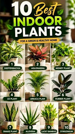 Top 10 Indoor Plants that make your home more beautiful, fresh🌿#shorts #indoorplants #plants #garden