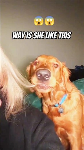 Golden Retriever Energy: 0% Brain, 100% Love 🐾