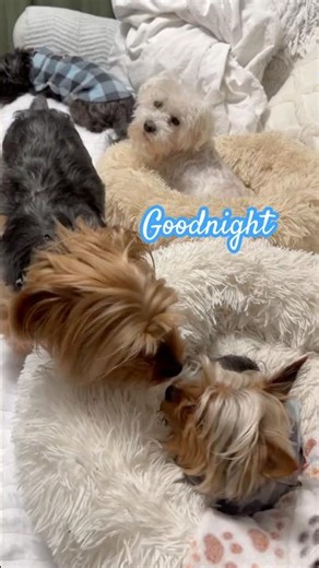 Goodnight & sweet dreams! #puppy #dogshorts #yorkie #yorkies #dogsofyoutube #cute #dog #cutedogs 😴
