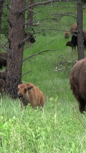 Bison Charge in Yellowstone National Park! #bison #attack