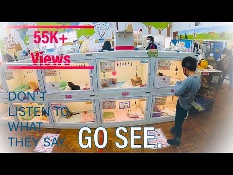 Best pet store 2022 4K | Joyful Honda | Pet shop Japan