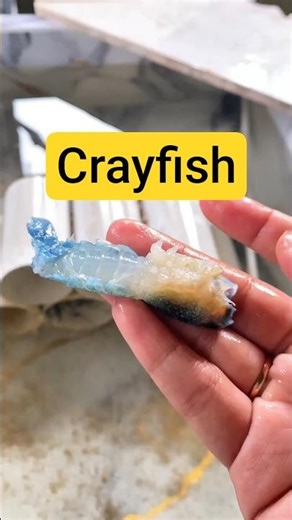 What Happened to This Crayfish?