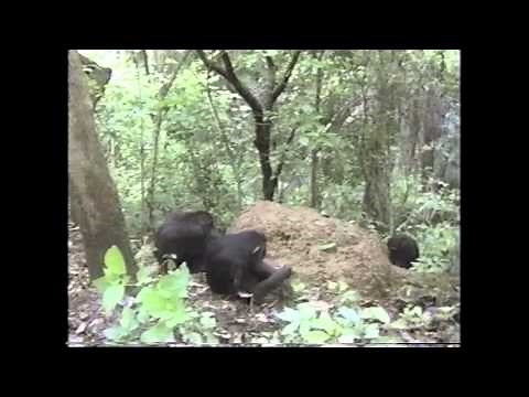 Amazing Animals: Monkeys and Apes (Part 2 of 2)