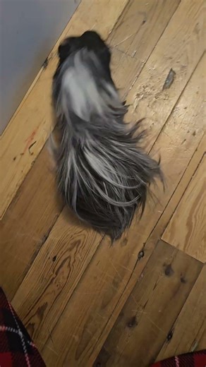 how to pick up a guinea pig!🤍 #petsoftiktok #cutepet #fyp #smallpet