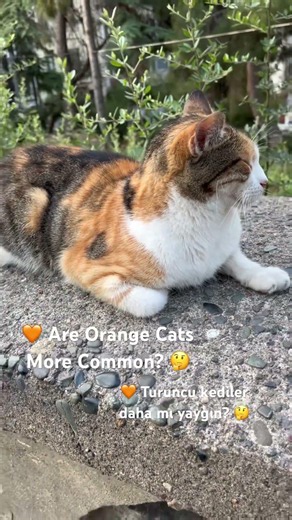 Are Orange Cats More Common? 🧡🐈