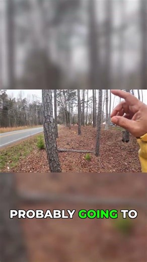 Precision Felling of a Dangerous Leaning Tree #chainsaw #removal