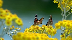 Aerial view of motion waves crashing against rocks ocean's power Waves relentlessly meet rocks dance of nature. Waves and rocks symbols of wild untouched beauty oceanic might scenic allure.