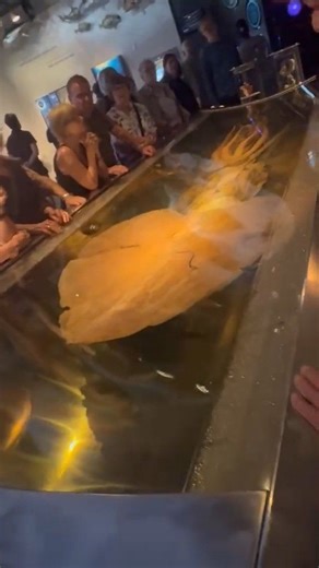 Meet The biggest colossal squid Museum of New zealand 🇳🇿 Te Papa Tongarewa 495 kg. | Mie J Tamani