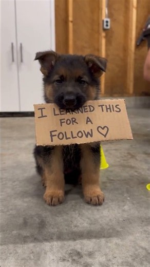 German Shepherd Puppy Showing Amazing Learning Skills#GermanShepherdPuppy