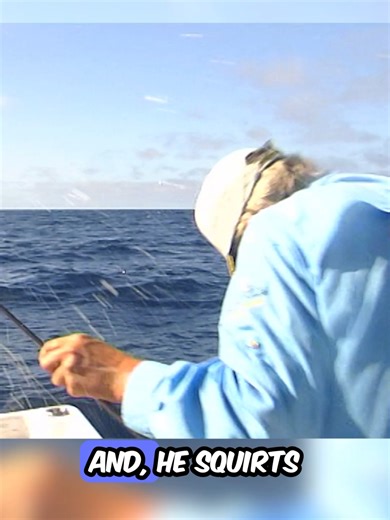 Shot in the face by an Arrow 🦑 #hlstv #fishtok #fishing🎣#arrowsquid #tasmania
