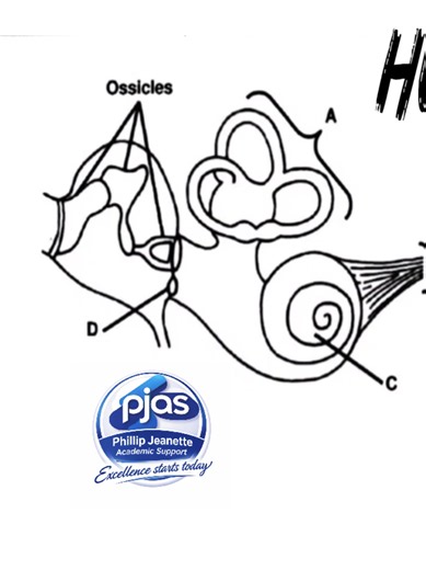 How to analyze the human ear activity, grade 12.. , Full video is available on YouTube, (Phillip Jeanette Academic support) #studywithbafana4LFSC