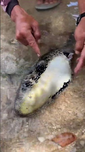 The Incredible Inflatable Fish! 🐡 | Map Pufferfish Defense