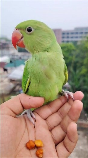 Parrot sound