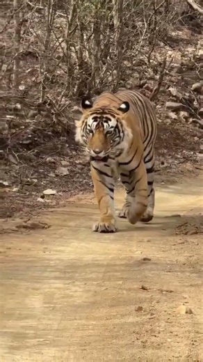 Tiger In Ranthambore National Park #shorts