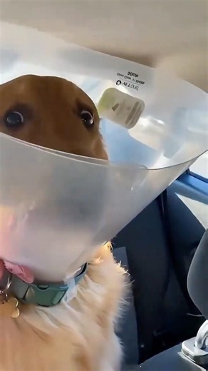 Box Appropriation Gone Wrong! | Funny Animal Moments