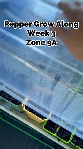 Love moving the littles from the heat mat to the lights 🙌 #spicypeppers #gardentime #seedstarting | Bootstrap Farmer