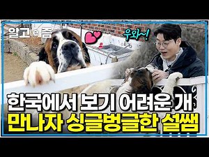 "세나개 하면서 드디어 만났다!" 한국에서 보기 드문 견종인 '세인트버나드'와의 만남에 등장부터 얼굴에 웃음꽃 핀 설쌤｜세상에 나쁜 개는 없다｜알고e즘
