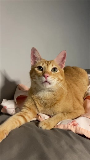 dedma sya #catsoftiktok #cats #cat