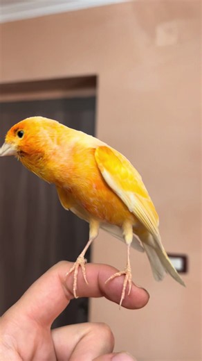 Canary Bird Pet Care Tips for Canarias Owners