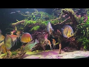 Beautiful Discus Tank Set Up and wow...... This Lighting. Henry Ang Yao Yi