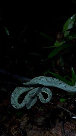 Bamboo Pit Viper in a jungle