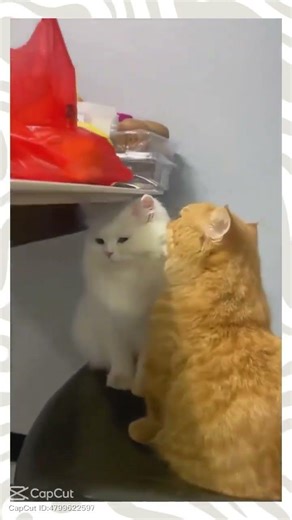 So süße Katzen👉🏻👈🏻🌸❤️#edit #amnewbutnottheleast #avatar #helpmemakethismakesense #minecraft ?$$