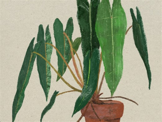 iPad植物插画｜procreate教程｜热植｜闲聊