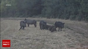 Un bărbat a călcat cu mașina o turmă de mistreți, pe un câmp din județul Mureș. VIDEO