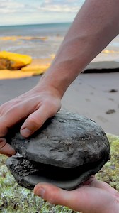 58K views · 1.1K reactions | Here’s a huge Hildoceras Ammonite fossil...