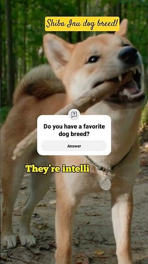 Shiba Inu Dog Breed: Origin, Traits, and Personality Explained”!#shorts #petsrule #dogbreeds